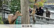 奈良から大阪へ迷い出たシカ、知事が「受け入れ拒否」　野生動物扱いで対応求める