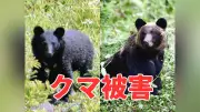 政府がクマ対策ロードマップを初策定、人里周辺の個体数削減へ 東北・関東・中部は「増えすぎた」と評価