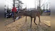 大阪市内で捕獲されたシカ、能勢町のキャンプ場へ移転 新天地で元気に歩き回る姿を確認