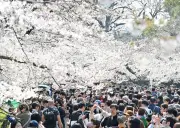 東京都心でソメイヨシノ満開 上野公園に多くの花見客が訪れる