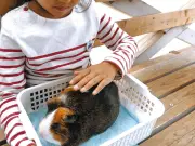 動物園の「触れ合い体験」が消える背景 動物福祉の尊重と教育効果の狭間で