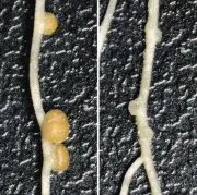 根粒共生の遺伝子メカニズム解明 窒素肥料不要の持続可能農業へ道筋
