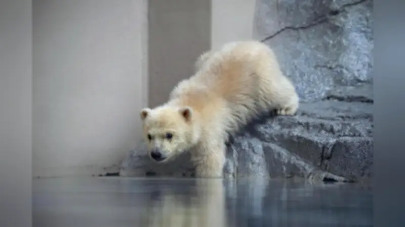 男鹿水族館でホッキョクグマの子グマ公開、プールから自力で脱出する姿に来場者感動