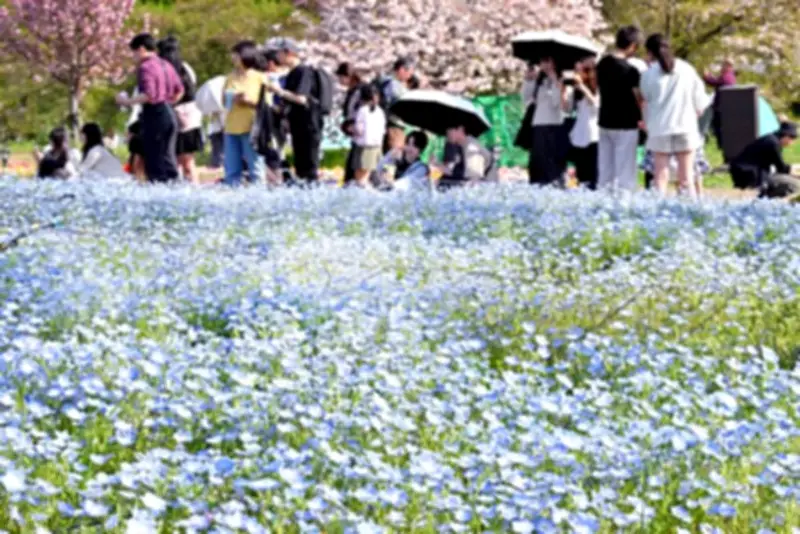 足立区の舎人公園でネモフィラが見頃、真夏日に多くの来園者が訪れる