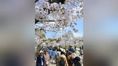 姫路城「二重価格」導入1か月、入城者数2割減も市は年間10億円増収見込み