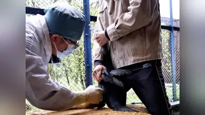 長良川鵜飼開幕前に鵜122羽が健診　岐阜で予防注射と血液検査を実施