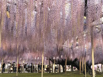 栃木県足利市で「奇蹟の大藤」が満開 樹齢160年、600畳敷きの藤棚が甘い香りで包む