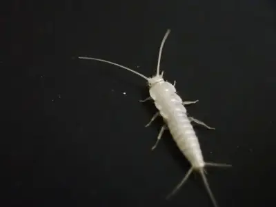 宮崎の神楽と仮面を描く墨彩画展、福岡で開催中～長さ20メートルの和紙作品も