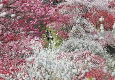 長野県阿智村の月川温泉郷でハナモモ5000本が見頃 山あいに広がる春の彩り