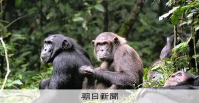 チンパンジー群れの「500年に1度」の内戦 ウガンダで分断と死者続出の衝撃的観察