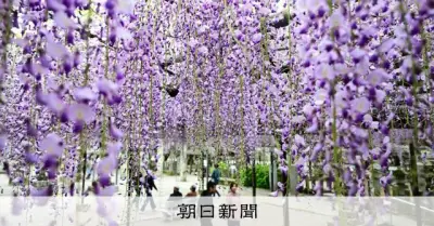 樹齢630年の天然記念物「黒木のフジ」が見ごろ 福岡・八女市で紫の幻想空間広がる