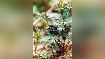 北海道で80代男性がトリカブト誤食で死亡 ニリンソウと誤認か、妻は回復