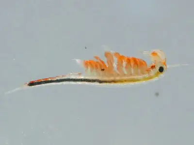 福島県で新たな避難指示解除へ 復興庁が方針を発表、帰還促進に期待