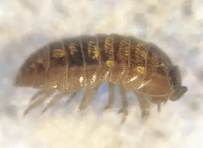 ダンゴムシ、食べた石の鉱物を体内で再構築　殻を強化する驚きの仕組み