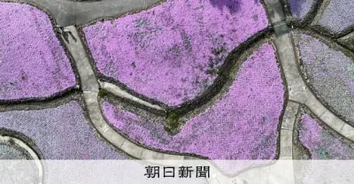 青空と新緑とピンクの競演！兵庫・三田の花のじゅうたんでシバザクラ見頃