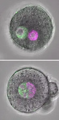 父母ゲノムの「別居」が受精卵の正常な成長に必要、理研が英誌で発表