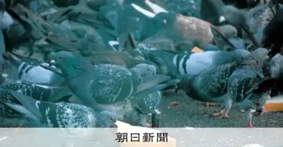ハトやカラスに餌やり、動物愛護法違反容疑で書類送検 大阪市が初の刑事告発