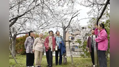 阪神大震災で亡くなった夫婦の「生きた証し」の桜が満開 遺族らが故人をしのぶ