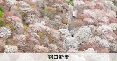 奈良・吉野山で「一目千本」の桜が満開 空から見下ろす絶景が広がる