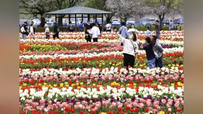 千葉・柏のあけぼの山農業公園でチューリップが満開、カラフルな花のじゅうたんが広がる