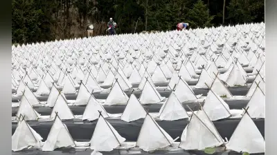 愛媛の葉タバコ畑に白い三角形のキャップが並ぶ、伝統の霜よけ方法を守る農家の思い