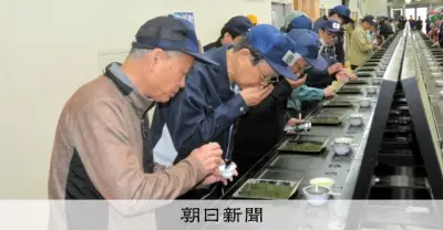 鹿児島新茶初取引、過去最高値で勢い「日本一」 抹茶ブーム追い風も重油確保に不安