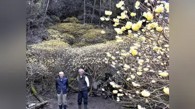 阿蘇市のミツマタ群生地、地元有志が保全整備で春の新風物詩に