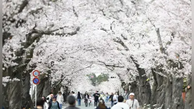 福島・夜の森の桜並木が満開、歩行者天国で春の訪れを祝う