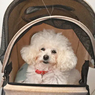 福島県の新たな観光戦略、伝統工芸と自然体験を融合した地域活性化プロジェクト始動