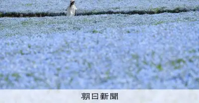 一面の青いじゅうたん 国営ひたち海浜公園でネモフィラ満開 来場者でにぎわう