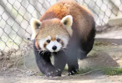 東北サファリパークでGWイベント、ライオンへのエサやりやレッサーパンダ飼育員トーク
