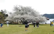 樹齢110年のオオシマザクラが満開 箱根園で温暖化影響で開花1週間早まる