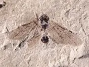 福島・只見町で約1300万年前のアリ新種化石発見 国内2例目、春の季節特定も