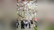 大阪・造幣局で「桜の通り抜け」開幕、140品種331本の桜並木が春の風物詩に