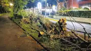 都立砧公園で再び倒木発生 1カ月で5本に 小池知事がAI活用の緊急点検指示