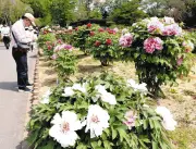 東松山ぼたん園で150種・5千株が咲き誇る 色彩の競演がゴールデンウイークを彩る