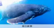 奄美大島周辺でザトウクジラ1939頭確認、過去最多更新　母子群の長期滞在も