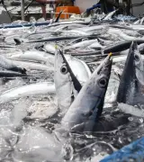 サンマ漁獲枠、2026年に5％削減で合意　日本提案の1割減は不採用