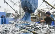 26年サンマ漁獲枠、9.1万トンに 4.3%減も影響限定的