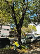 名古屋市のケヤキ街路樹、30本が倒木の危険性　緊急点検で判明、4月中に伐採へ