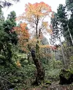 山形・村山高瀬川でこいのぼり掲揚始まる、350匹が大空を悠々と泳ぐ