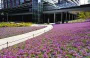 都心オフィス街に桜色のじゅうたん、4万株以上のシバザクラ見頃 東京・港区