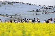茨城のひたち海浜公園でネモフィラ530万本が満開 青と黄色の春のコントラスト