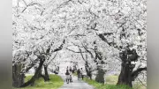 鳥取県南部町で「桜のトンネル」が満開、5.5キロにわたる約400本のソメイヨシノが花見客を魅了