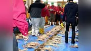 松葉ガニ水揚げ量61％増、資源回復で267トンに 鳥取県が好天と自主規制の成果を報告