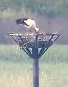 栃木県・渡良瀬遊水地でコウノトリのひな7年連続誕生、特別天然記念物の繁殖成功