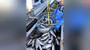釧路市のサーモン養殖実証実験、水揚げ率70.8%を達成 事業化へ手法確立を目指す