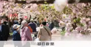 大阪・造幣局「桜の通り抜け」が9日から開幕 140品種の遅咲き桜が彩る春の風物詩