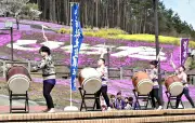 平田村芝桜まつり開幕、菅布祢太鼓保存会が和太鼓演奏で華やかに彩る