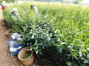 埼玉県の狭山茶、新茶摘みが本格化 入間・所沢・狭山で春の風物詩